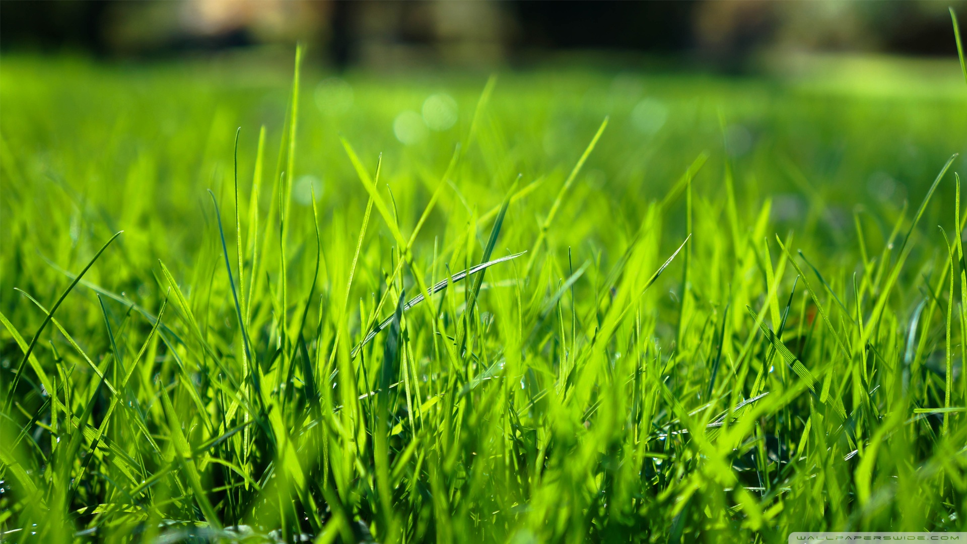 morning_grass_5-wallpaper-1920x1080